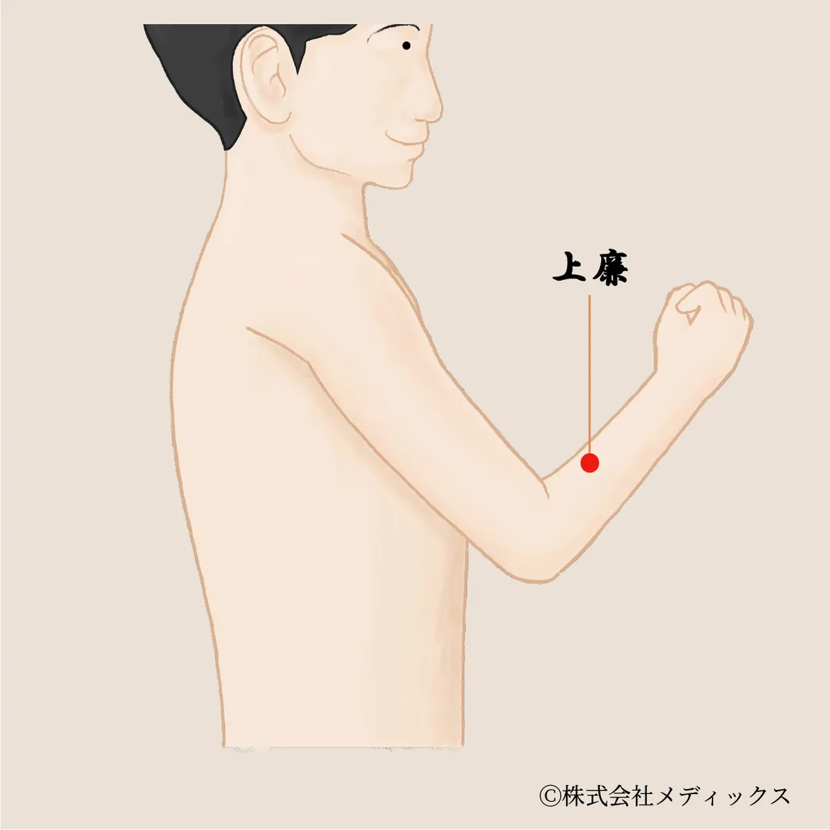 【上廉】上肢の痛みと消化器系を整える重要なツボ