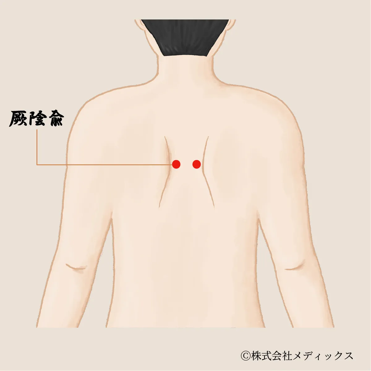 【厥陰兪】心と身体のバランスを整える重要なツボ
