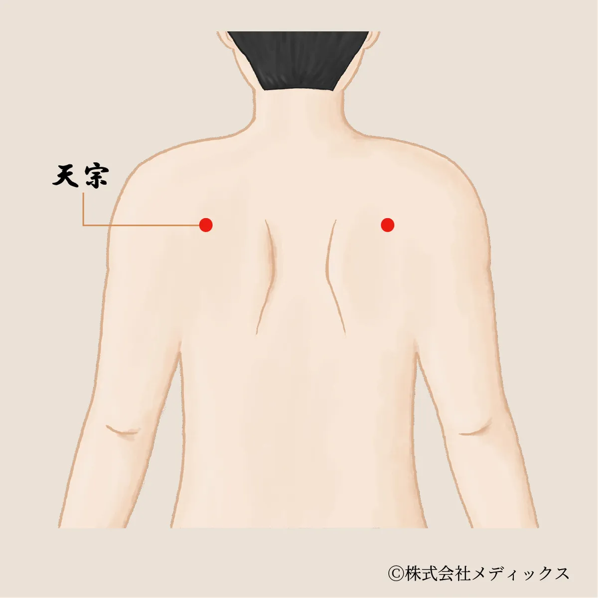 【天宗】肩こりと胸部の不調を緩和する重要なツボ