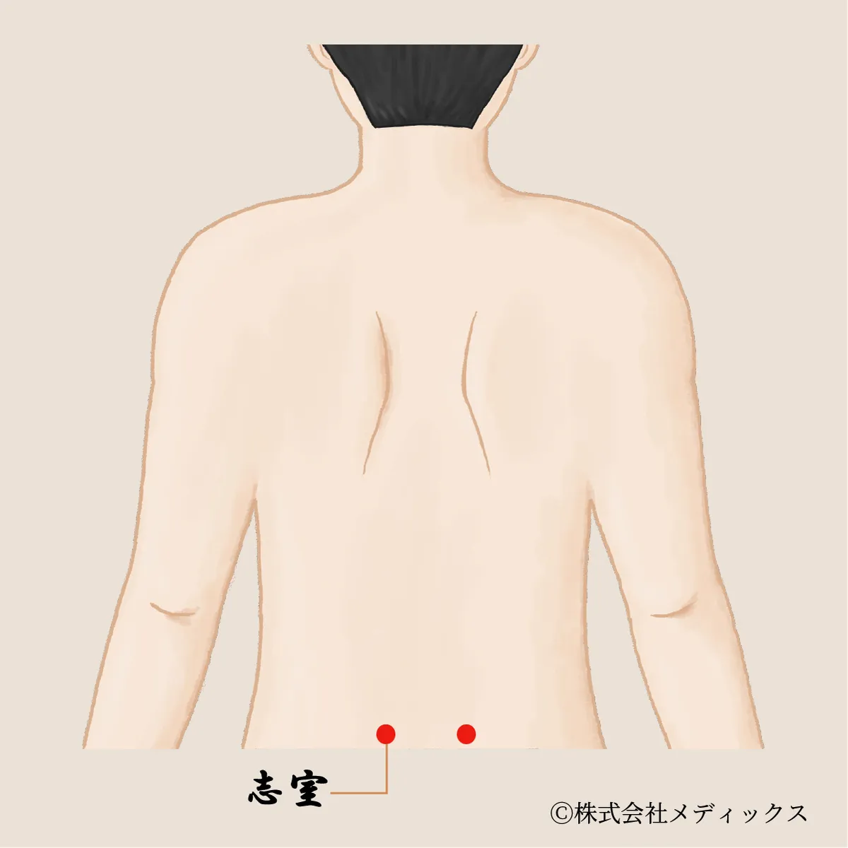 【志室】腎の力を支え、生命力を養う要のツボ
