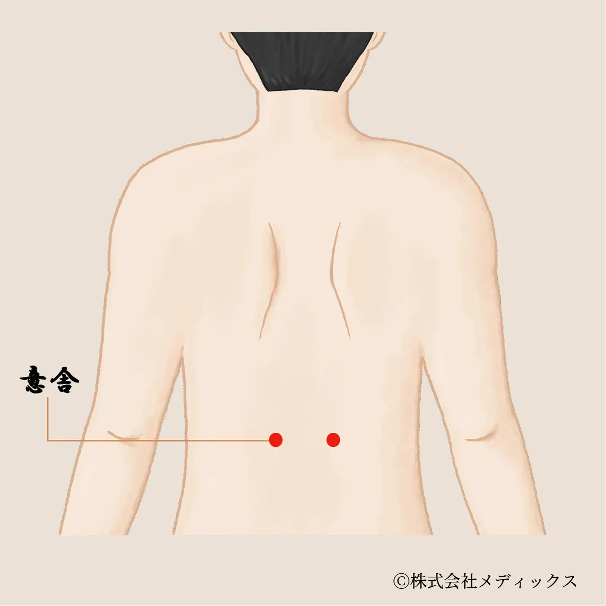 【意舎】脾と心をつなぎ、心身の安定をもたらすツボ