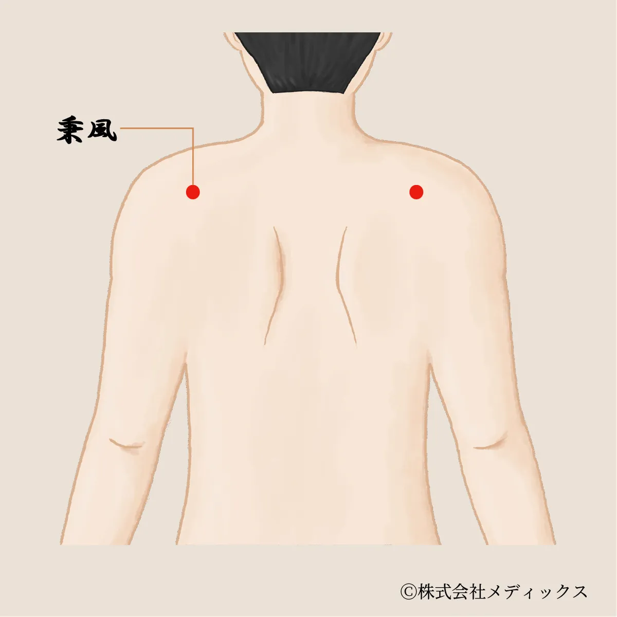 【秉風】肩こりと首の痛みを和らげる重要なツボ