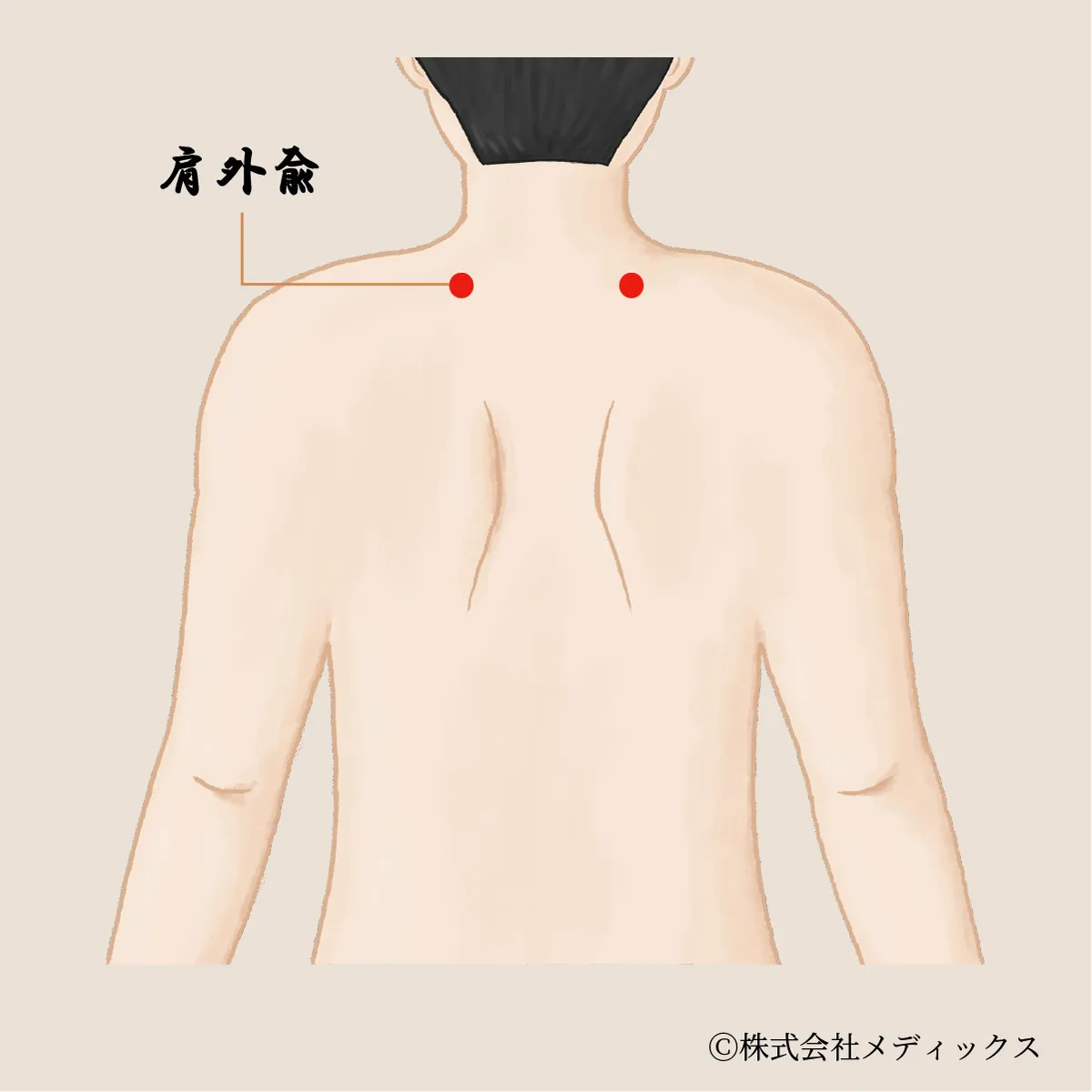 【肩外兪】肩の痛みと可動域を改善する重要なツボ
