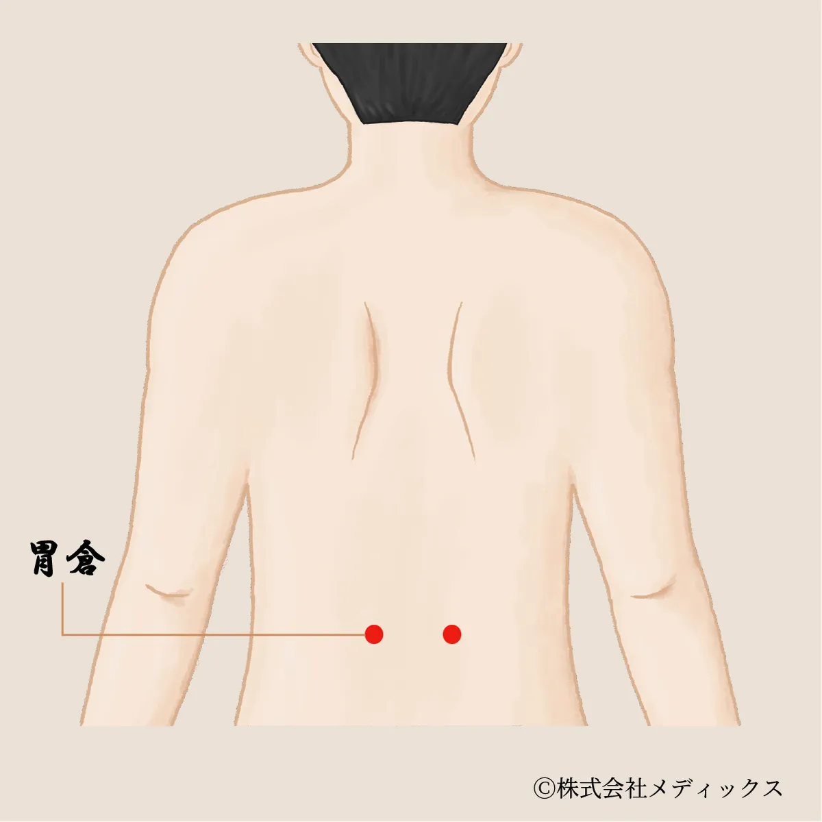 【胃倉】胃の働きを助け、消化を整える背中のツボ