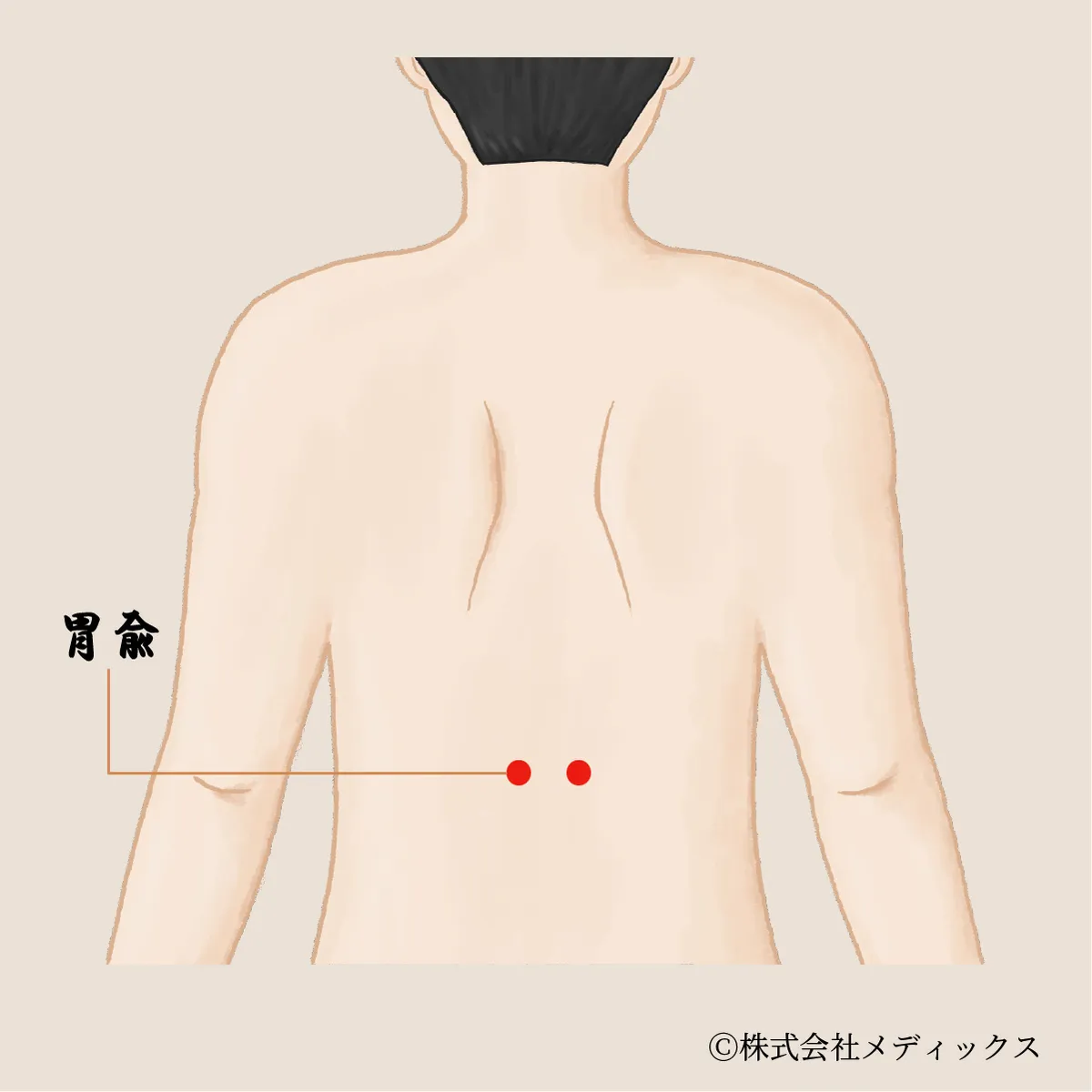 【胃兪】胃の機能を整える重要なツボ