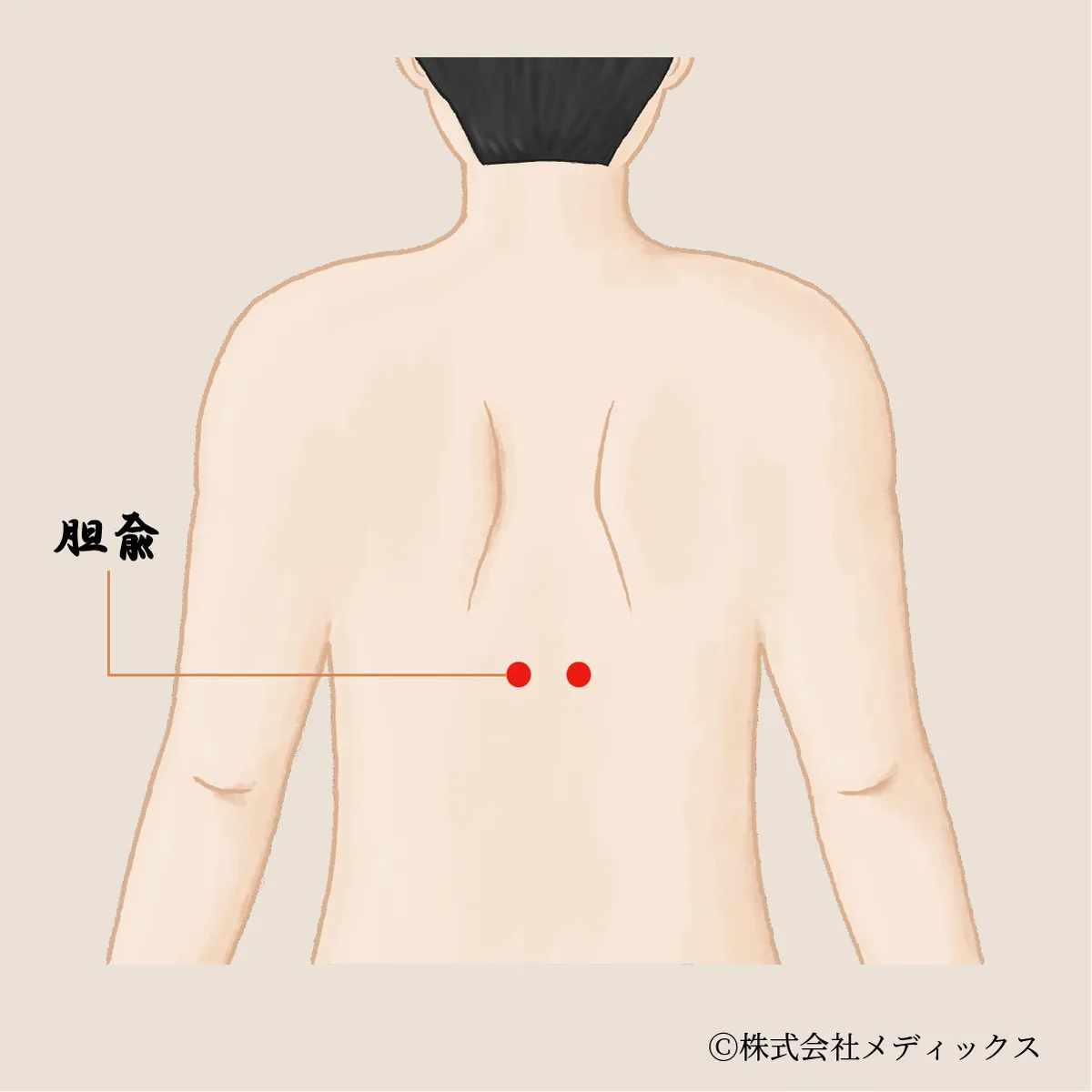 【胆兪】胆の働きを整える重要なツボ