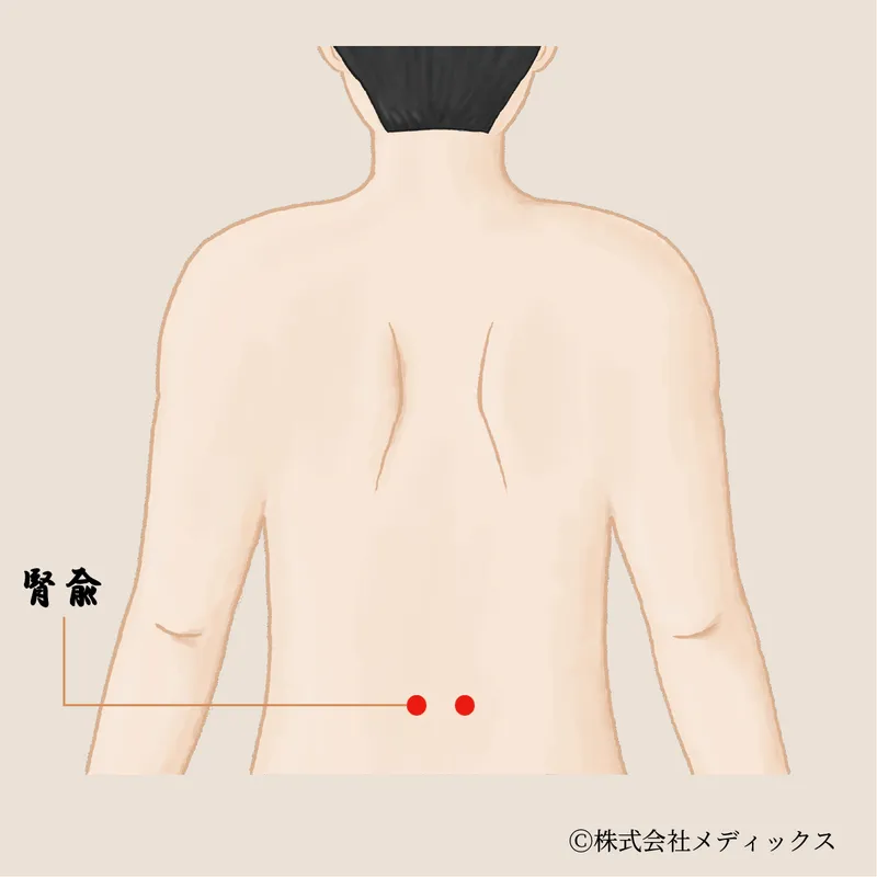 【腎兪】腎機能と体力を整える重要なツボ