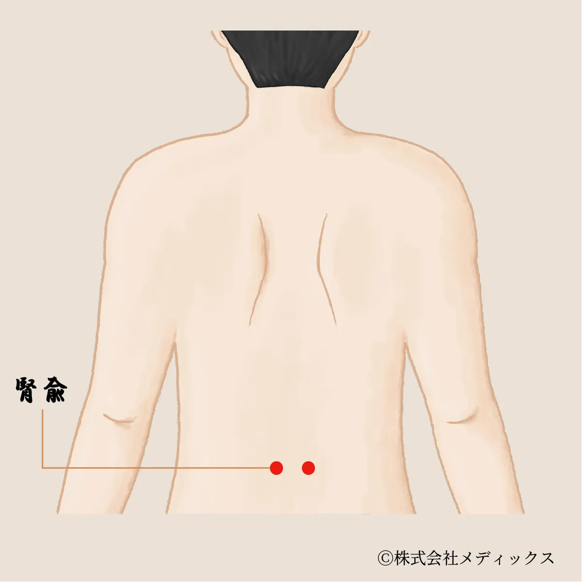 【腎兪】腎機能と体力を整える重要なツボ