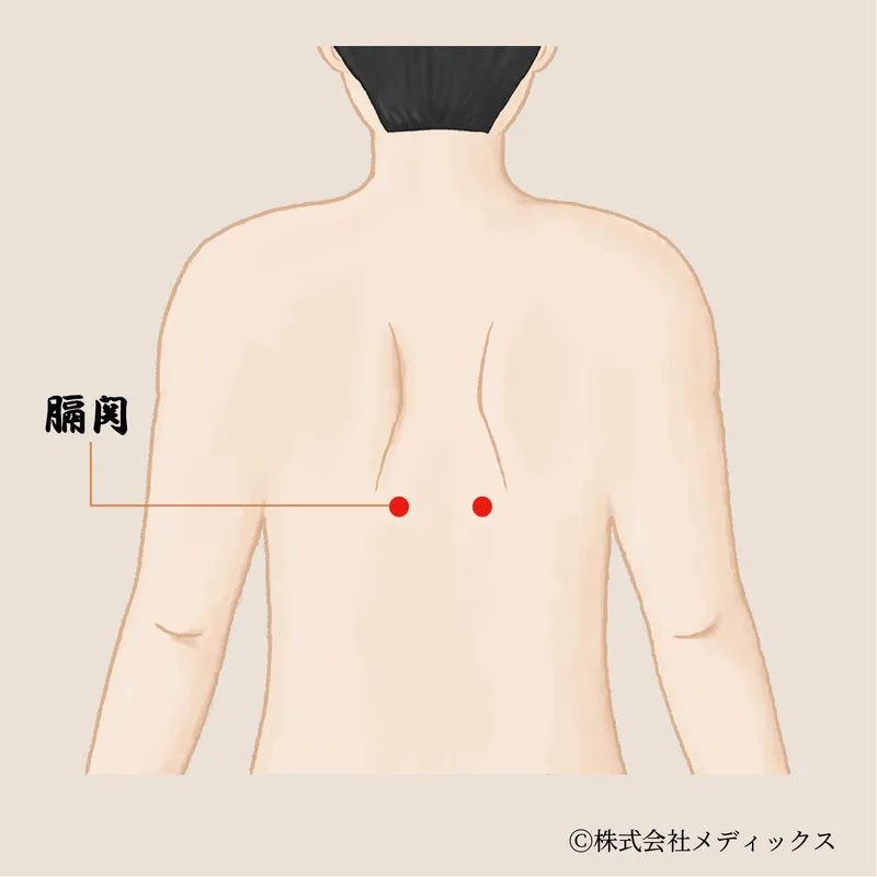 【膈関】胸と腹をつなぎ、内臓機能を助ける調整ツボ