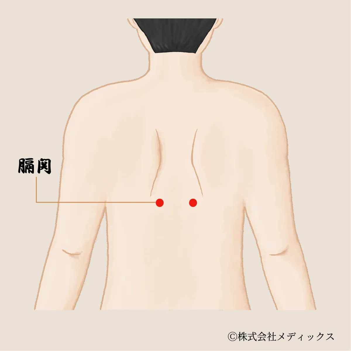 【膈関】胸と腹をつなぎ、内臓機能を助ける調整ツボ