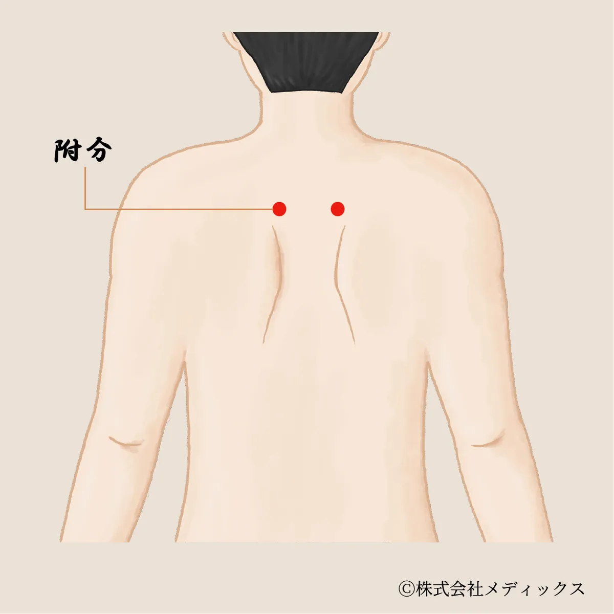 【附分】肩のつまりを解きほぐす深部のツボ