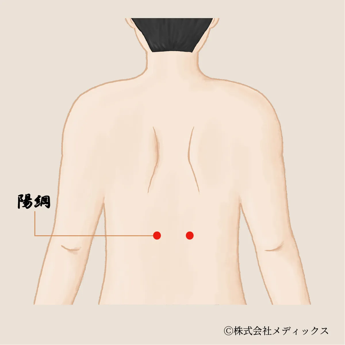 【陽綱】腰から足への流れを整える、下半身調整のツボ