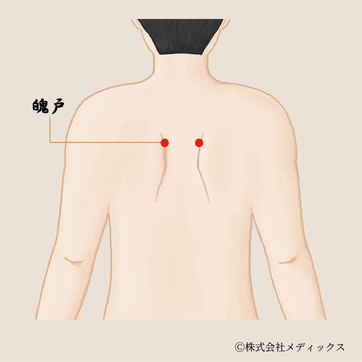 【魄戸】呼吸と心を整える、肺の気の出入り口となるツボ