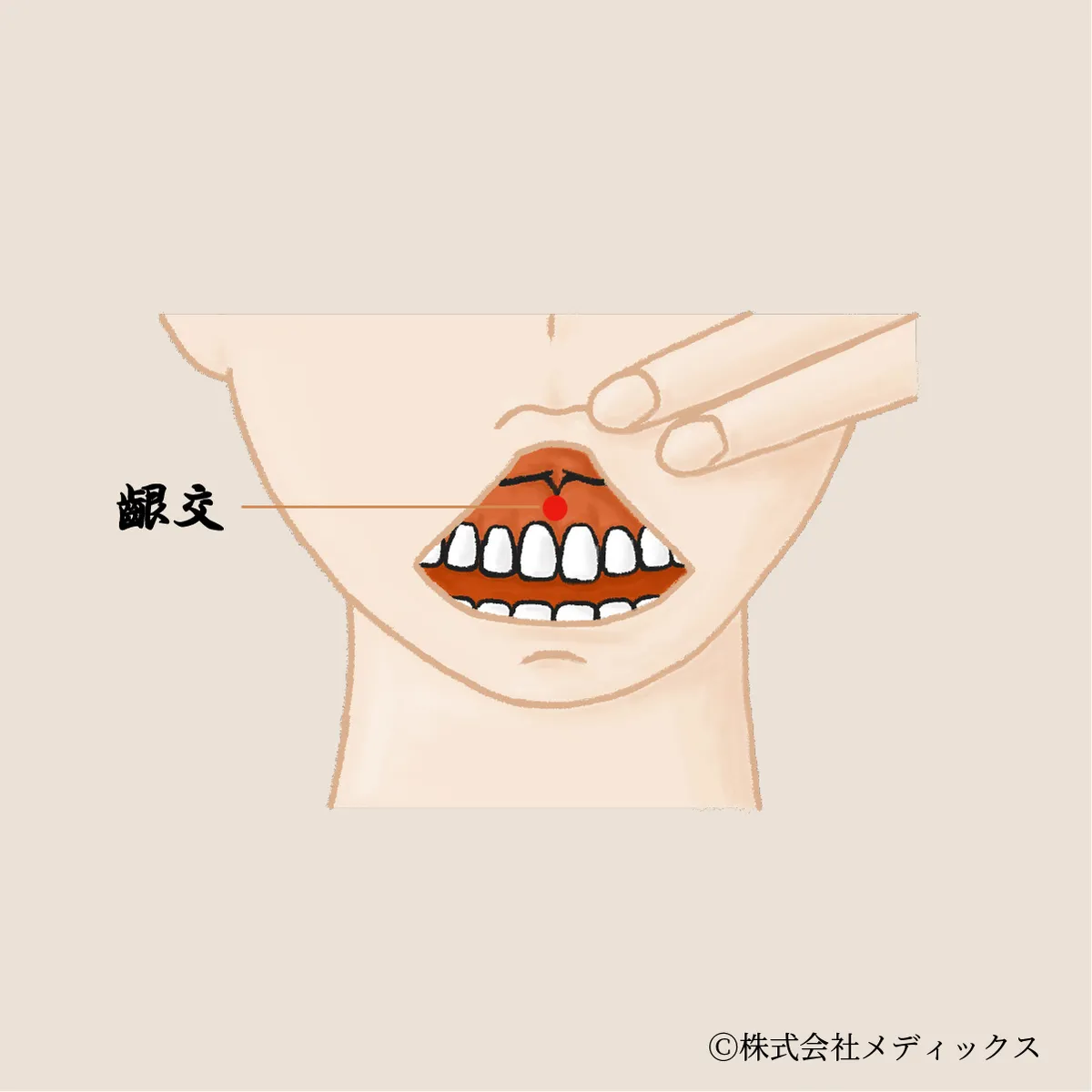 【齦交】口内と歯ぐきの不調を整える口腔の要ツボ