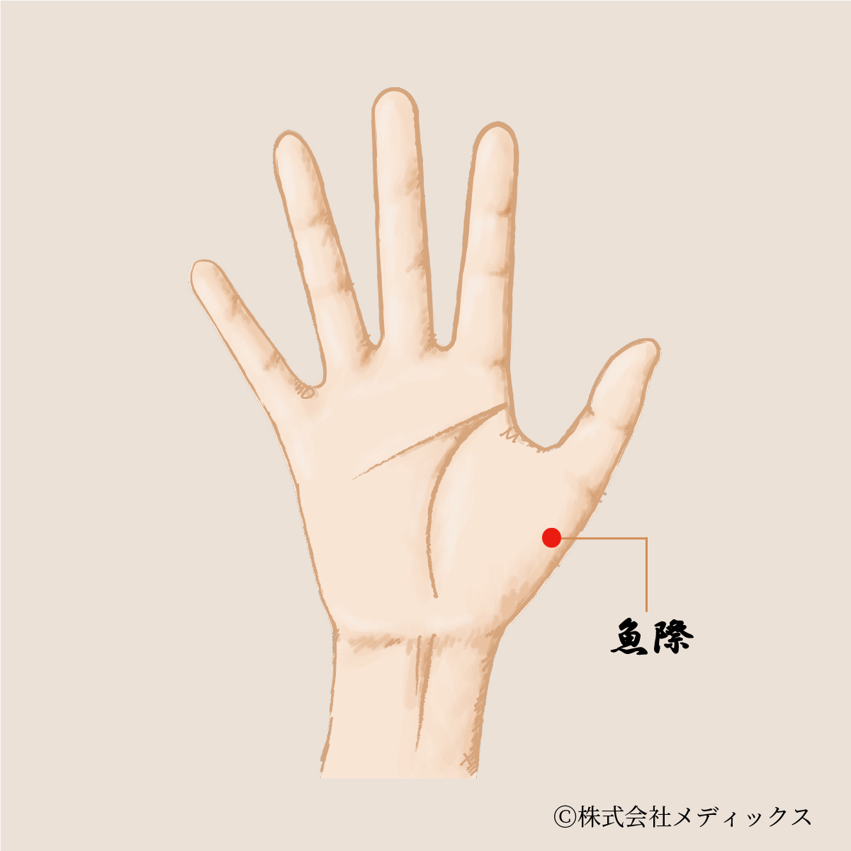 魚 際 ツボ