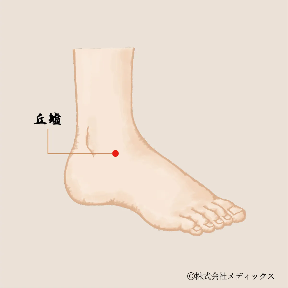 【丘墟】足首の痛みを和らげる重要なツボ