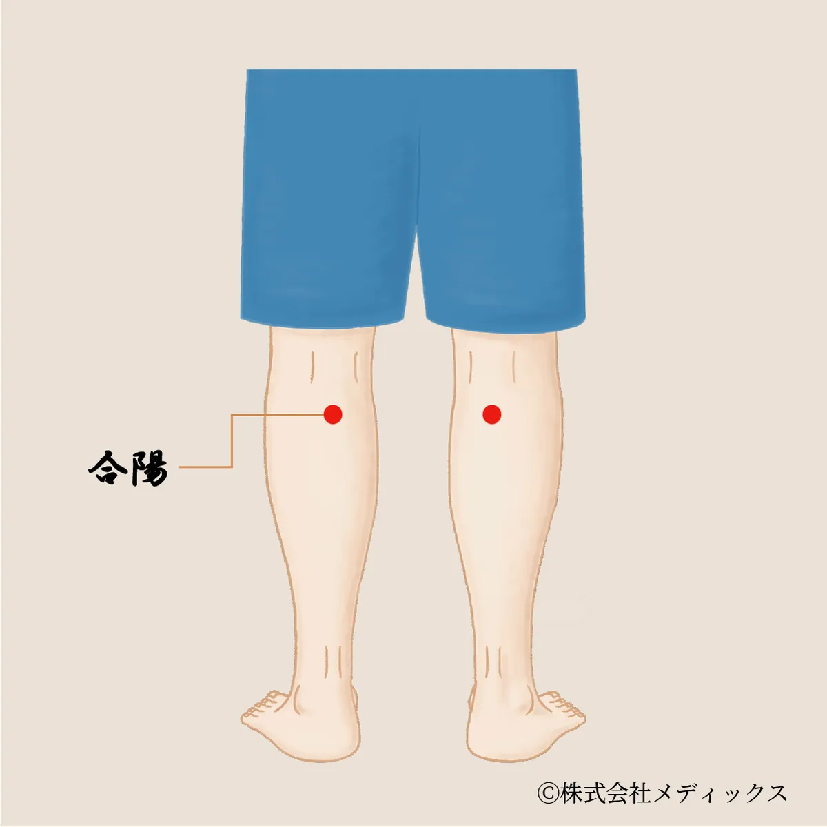 【合陽】ふくらはぎの疲労と巡りを整える中継ツボ