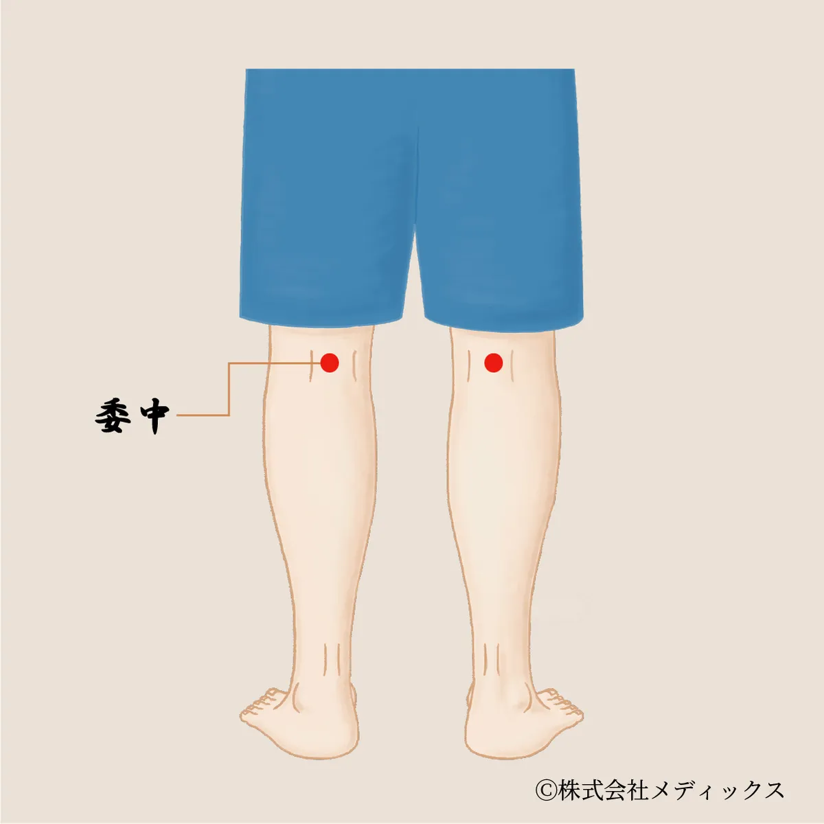 【委中】腰と脚の不調を一掃する要のツボ