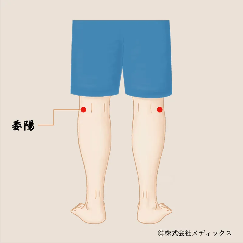 【委陽】腰と膀胱の働きを支える後膝のツボ