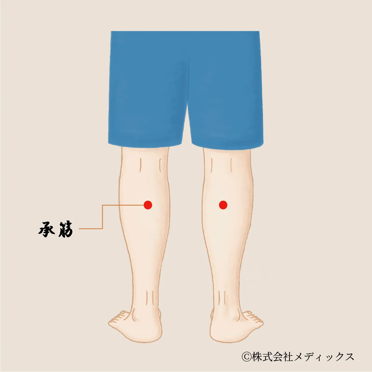 【承筋】ふくらはぎの張りと足の疲れをほぐす要のツボ