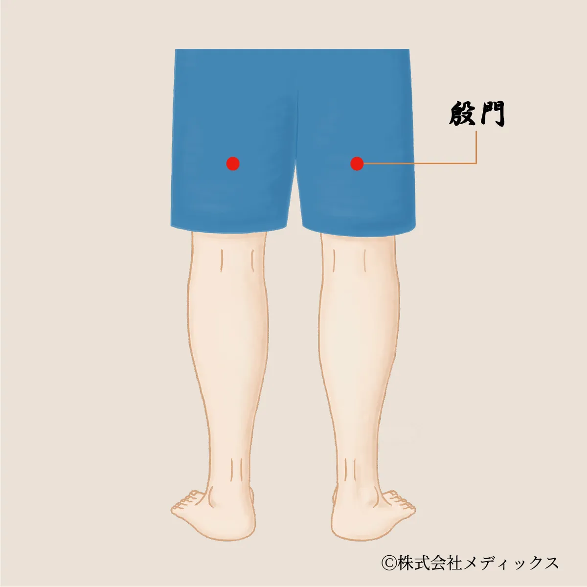 【殷門】坐骨神経と腰の痛みに働きかける太ももの要ツボ