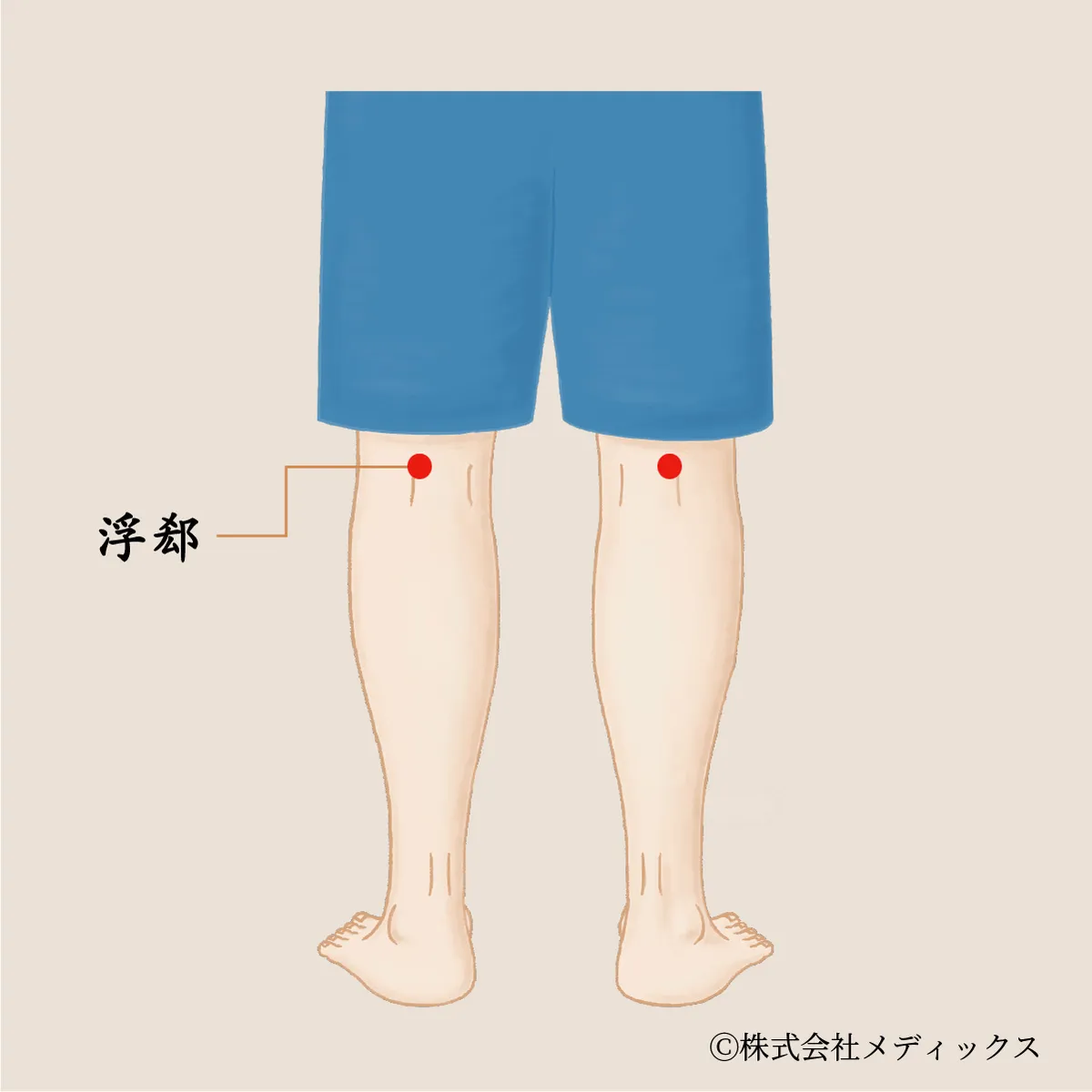 【浮郄】坐骨神経と腰痛を支える深層の調整ツボ