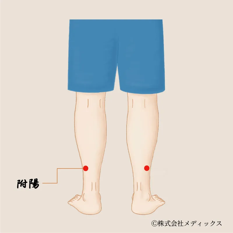 【附陽】腰から足の巡りを整える膀胱経のサポートツボ
