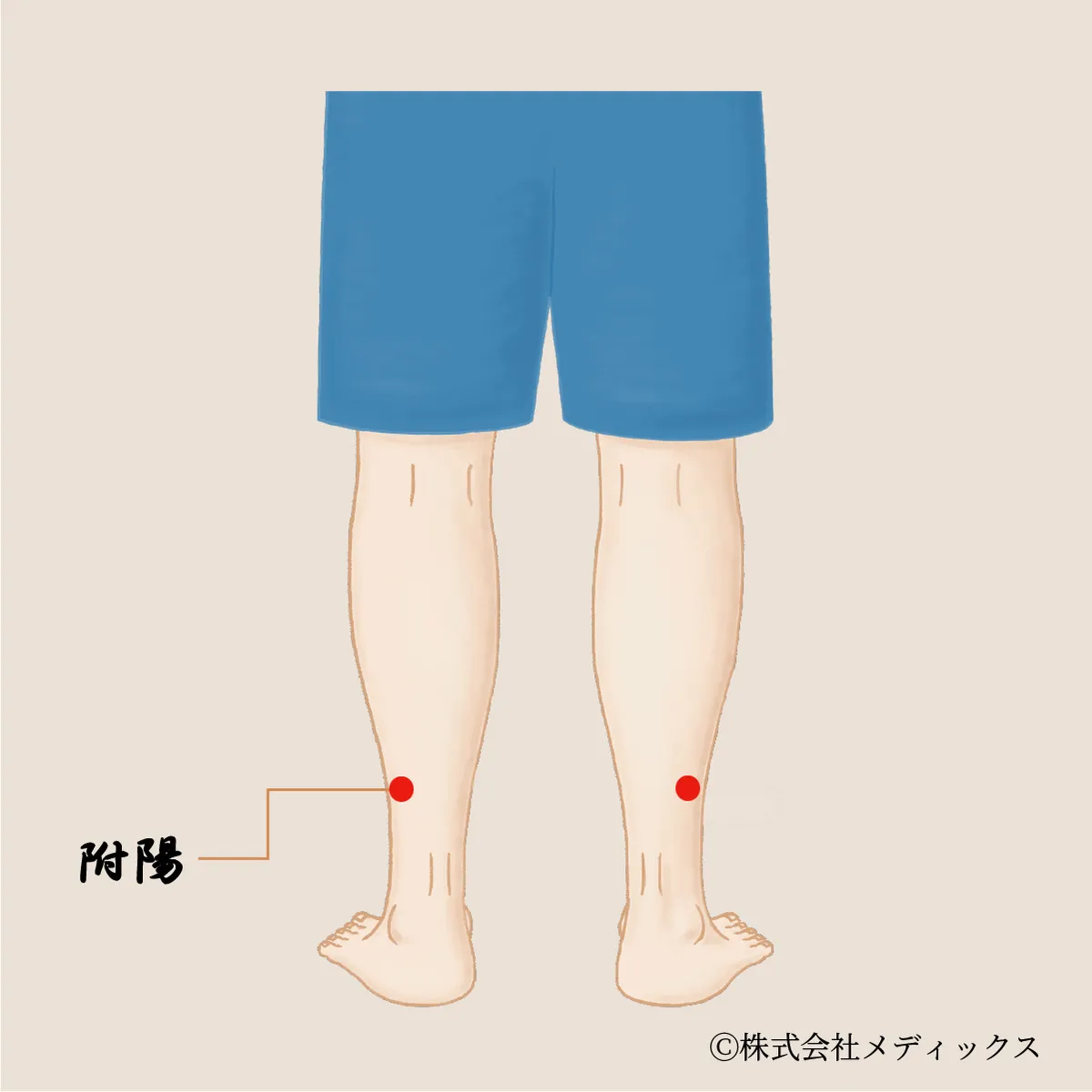 【附陽】腰から足の巡りを整える膀胱経のサポートツボ
