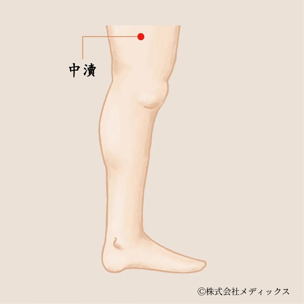 【中瀆】太もも外側の張りをほぐす巡りのツボ