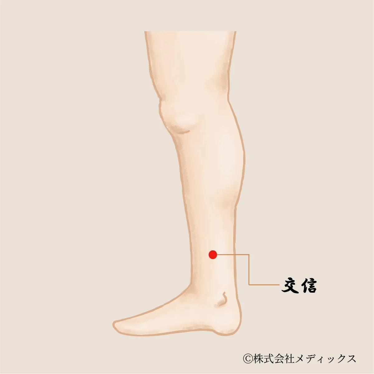 【交信】女性の不調や下半身の冷えに働きかける、内側から整えるツボ