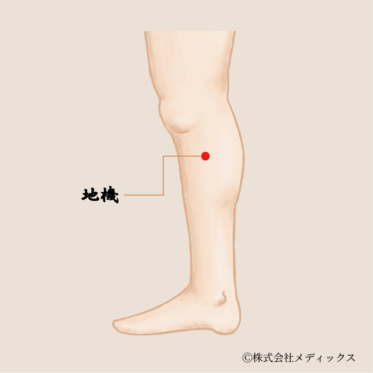 地機】女性の健康と痛みを改善する重要なツボ｜メディックスブログ