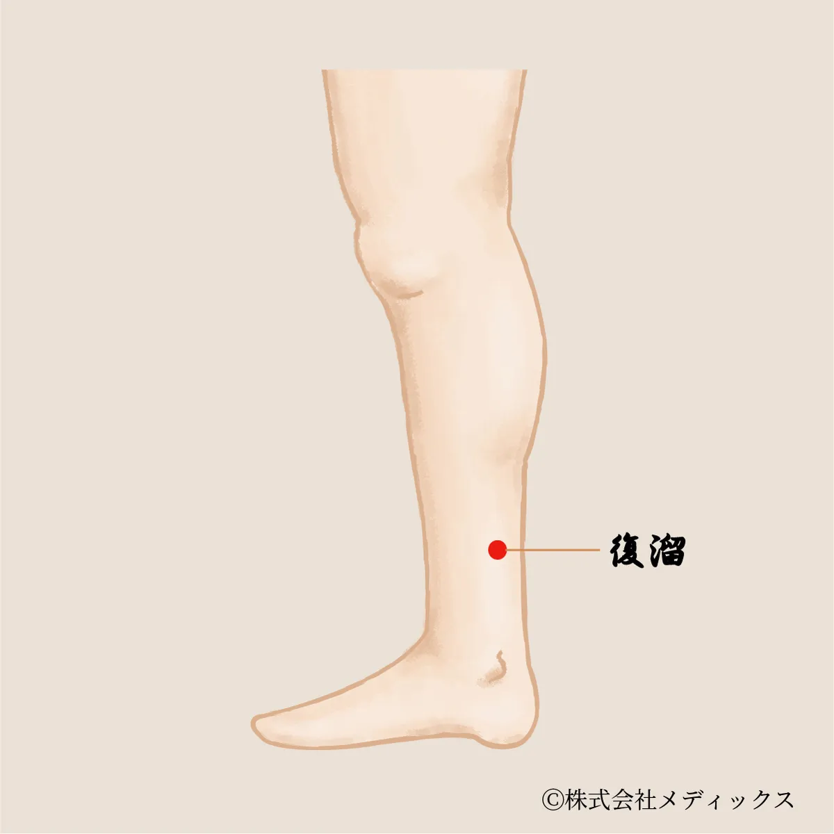 【復溜】腎の精を補う滋養強壮のツボ
