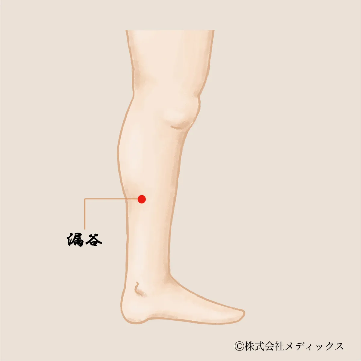 【漏谷】腰痛と下肢の不調を改善する重要なツボ