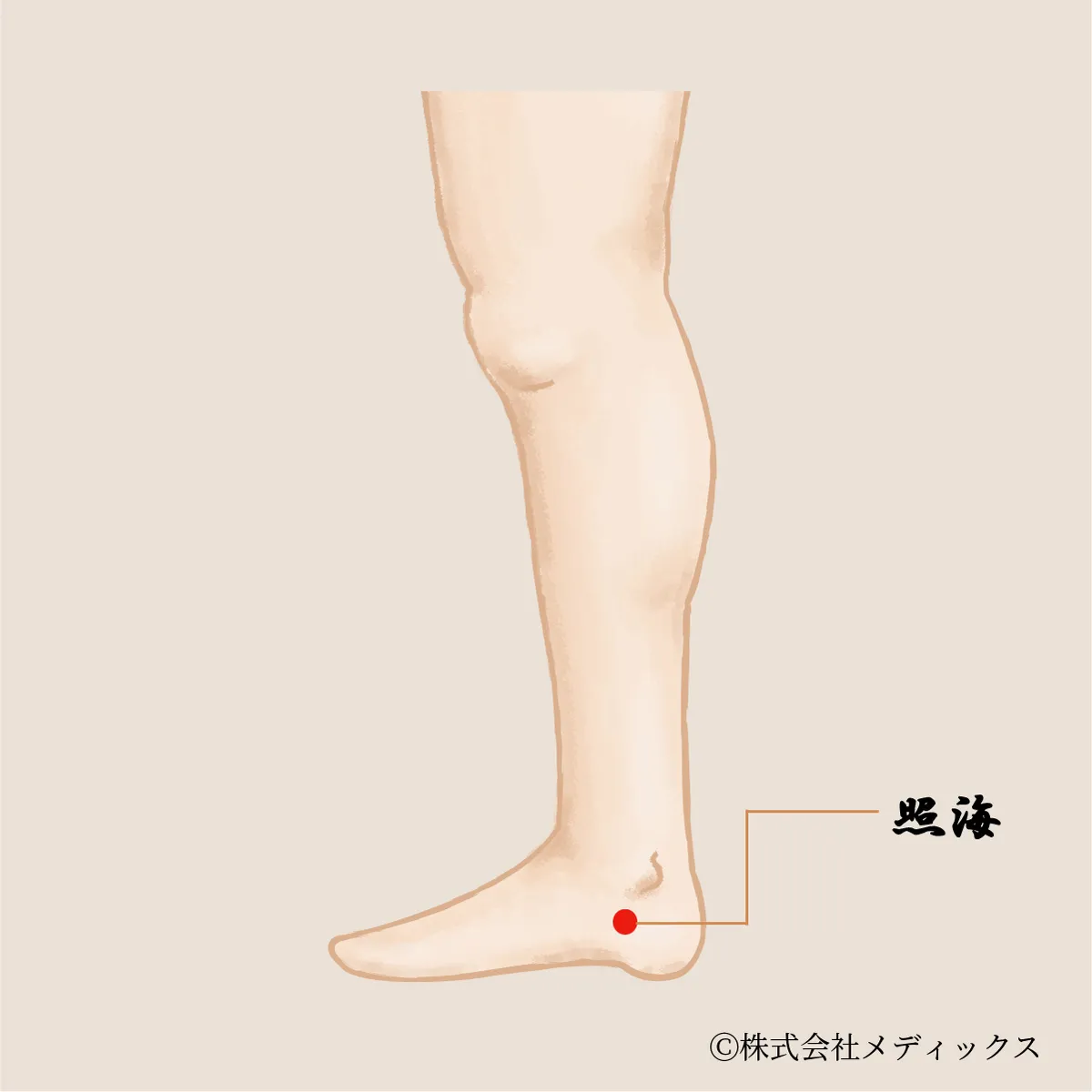 【照海】冷え・不眠・ホルモンバランスに働く、足元から全身を照らすツボ