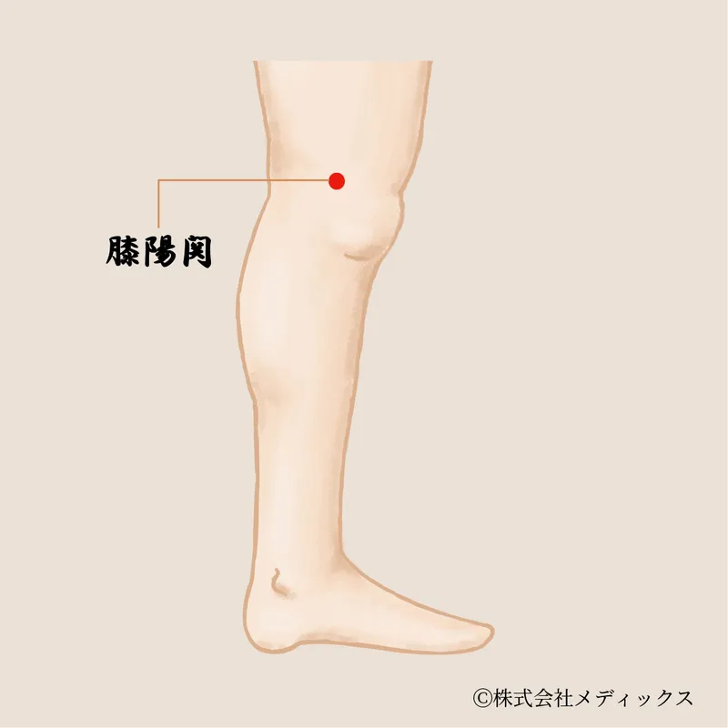 【膝陽関】膝の巡りと力を支える胆経の要