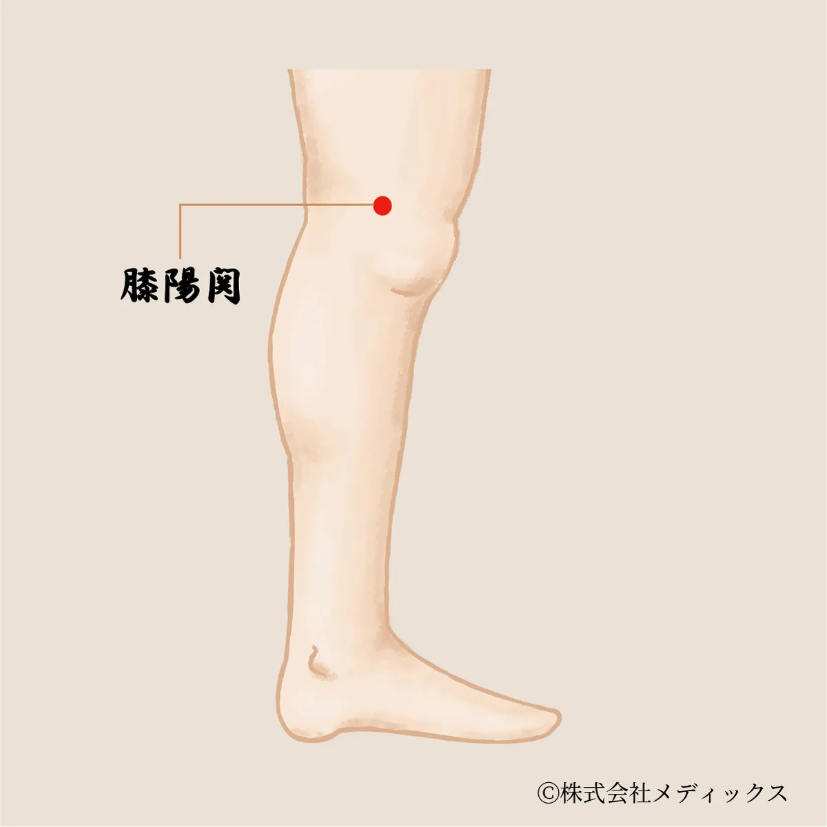 【膝陽関】膝の巡りと力を支える胆経の要