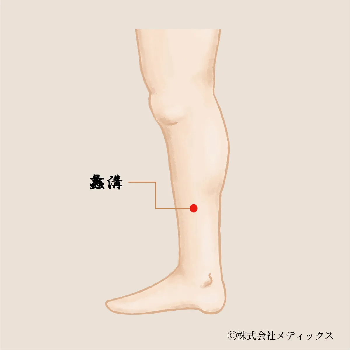 【蠡溝】生理痛や下半身の不調を改善する重要なツボ