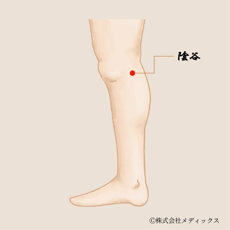 【陰谷】腎臓の働きを整える重要なツボ