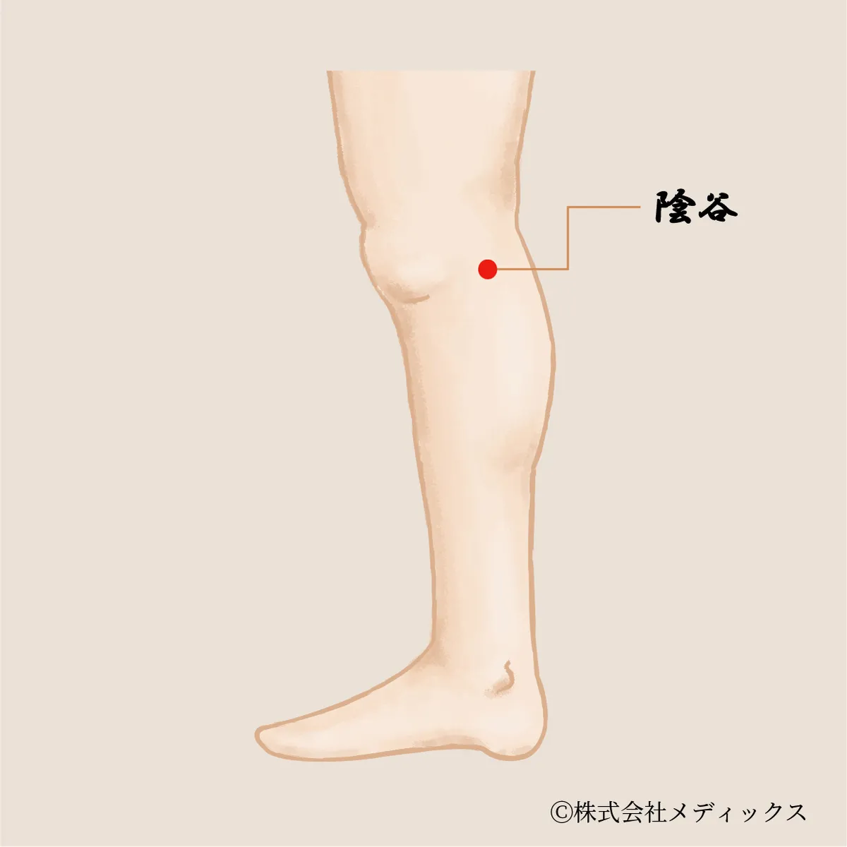 【陰谷】腎臓の働きを整える重要なツボ
