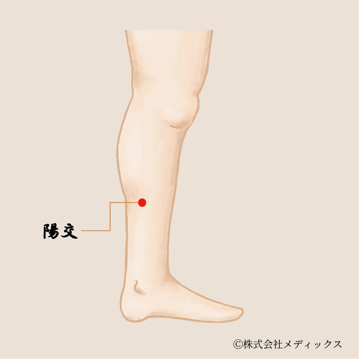 【陽交】下肢の冷えとむくみに働きかける巡りのツボ