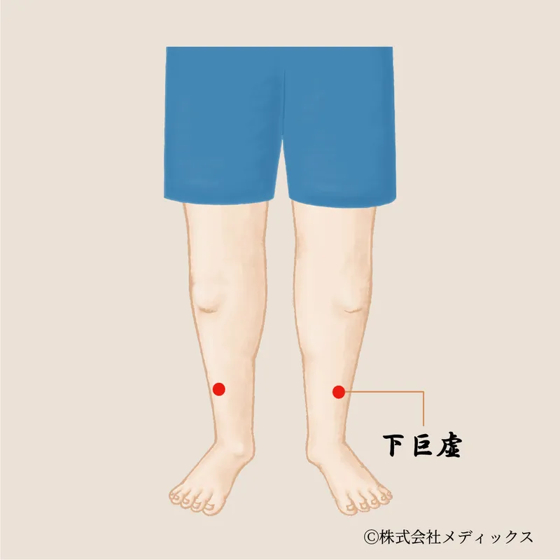 【下巨虚】胃腸の調子を整え、足の不調を改善する重要なツボ
