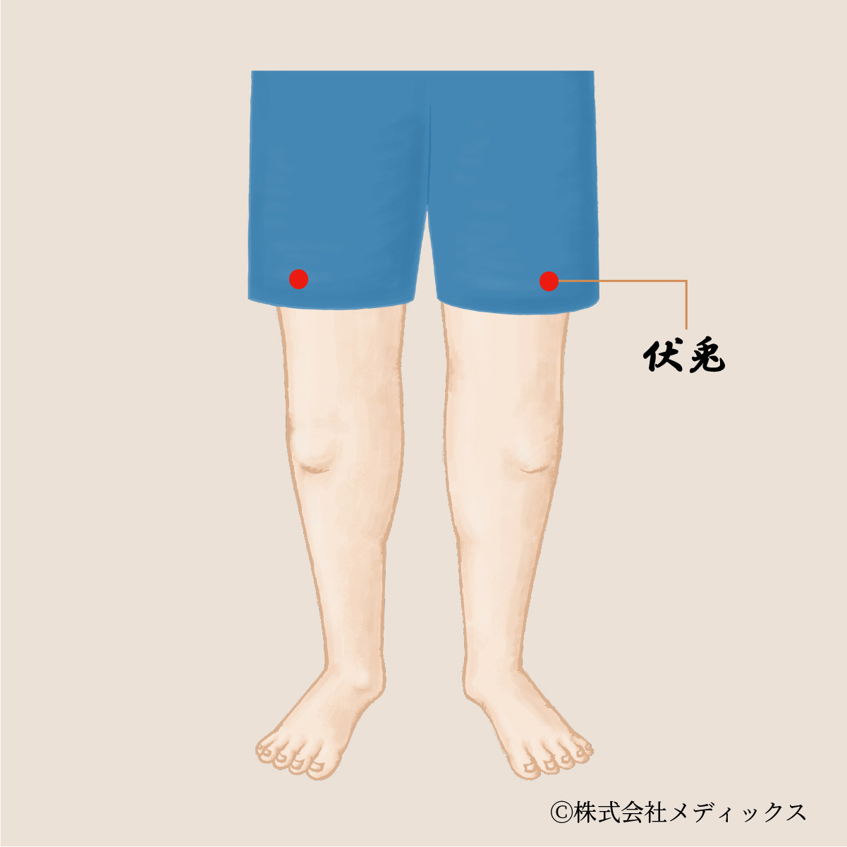 【伏兎】太もも前面の疲れとコリを解消する重要なツボ｜メディックスブログ