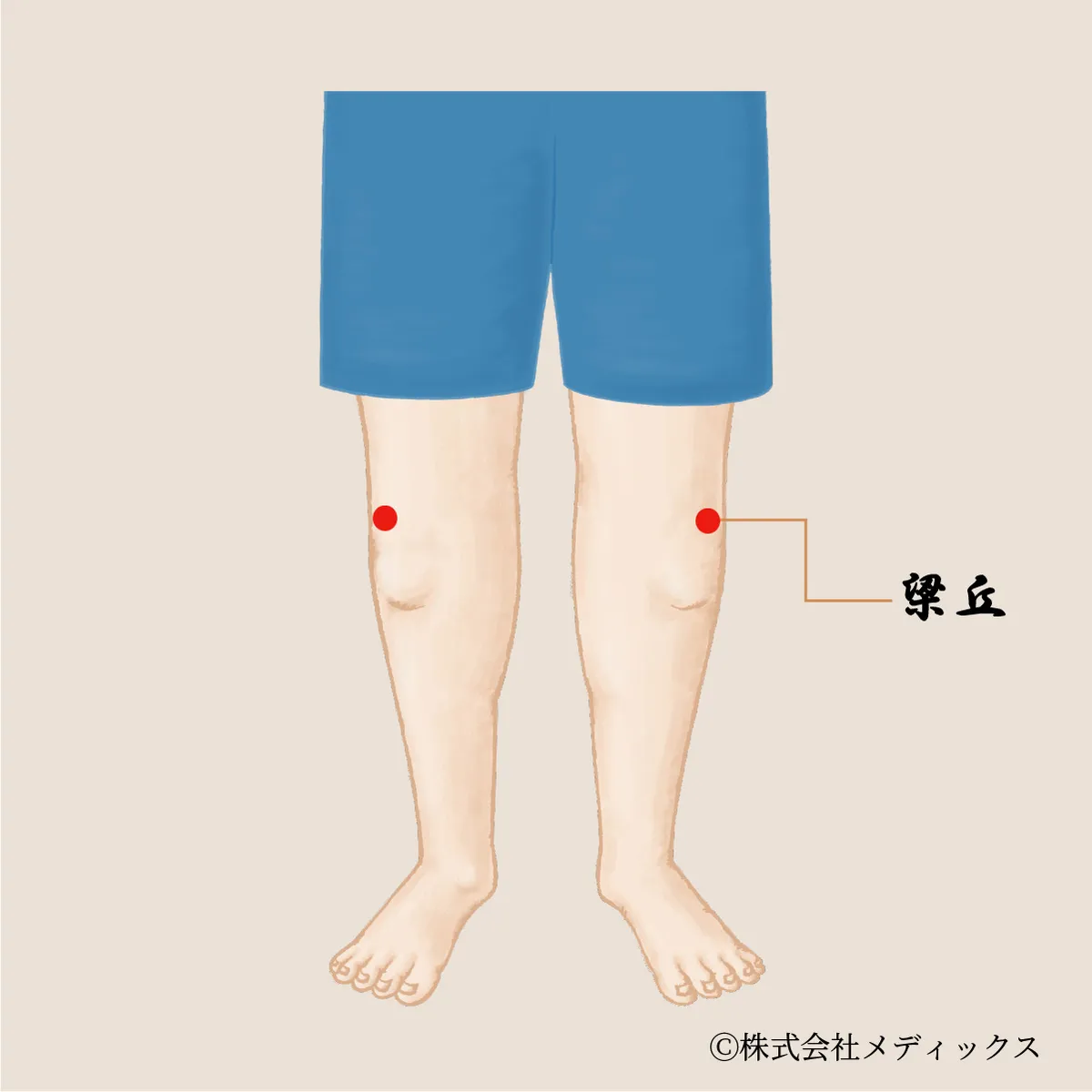 【梁丘】胃腸の調子を整え、膝の痛みも和らげる重要なツボ