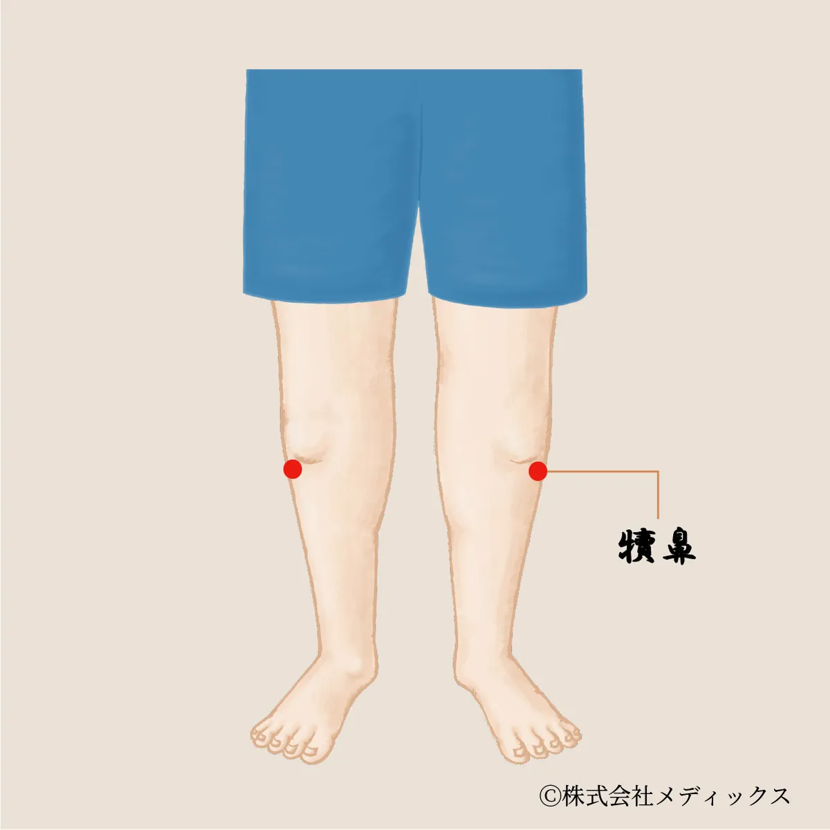 【犢鼻】膝周りの痛みを和らげ、足の不調を改善する重要なツボ