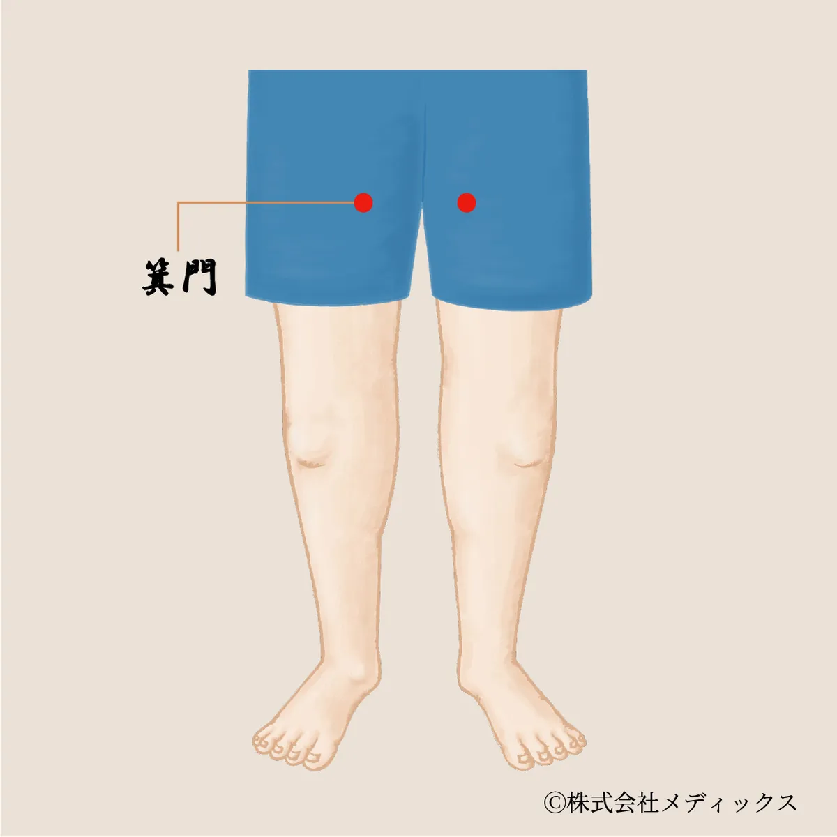 【箕門】太もものむくみや痛みを和らげる重要なツボ