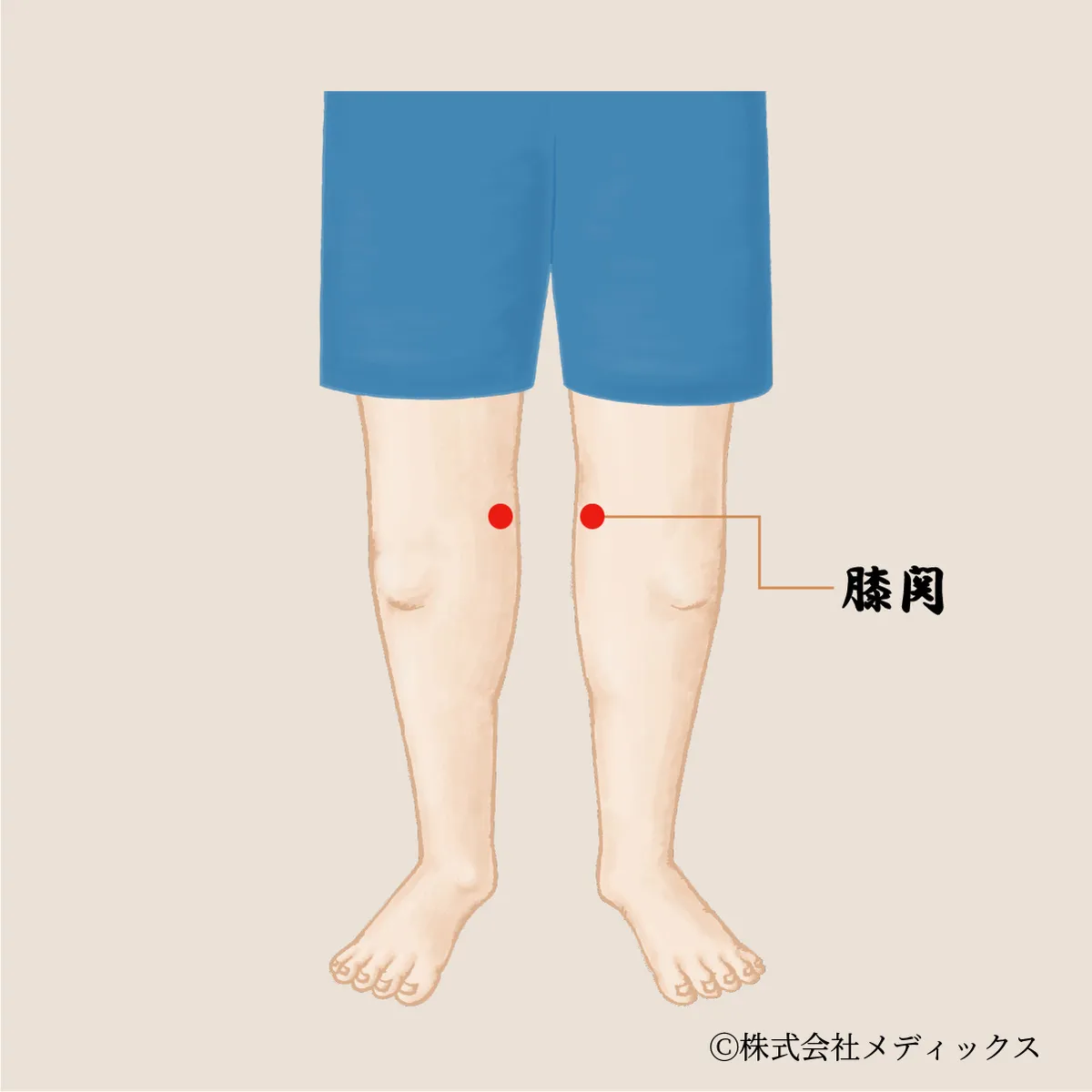 【膝関】膝の外側をゆるめて巡りを促すサポートツボ