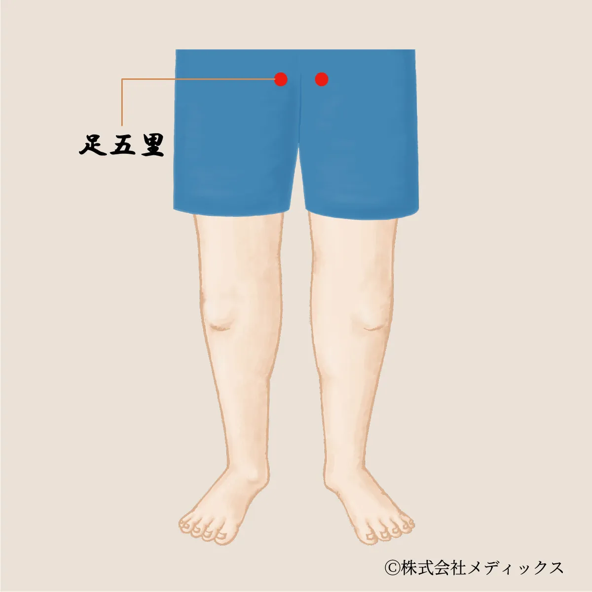  【足五里】内ももと骨盤内をゆるめる巡りのツボ