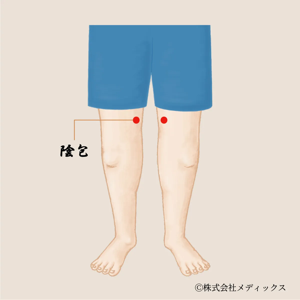 【陰包】内ももの緊張をほどく深層のツボ