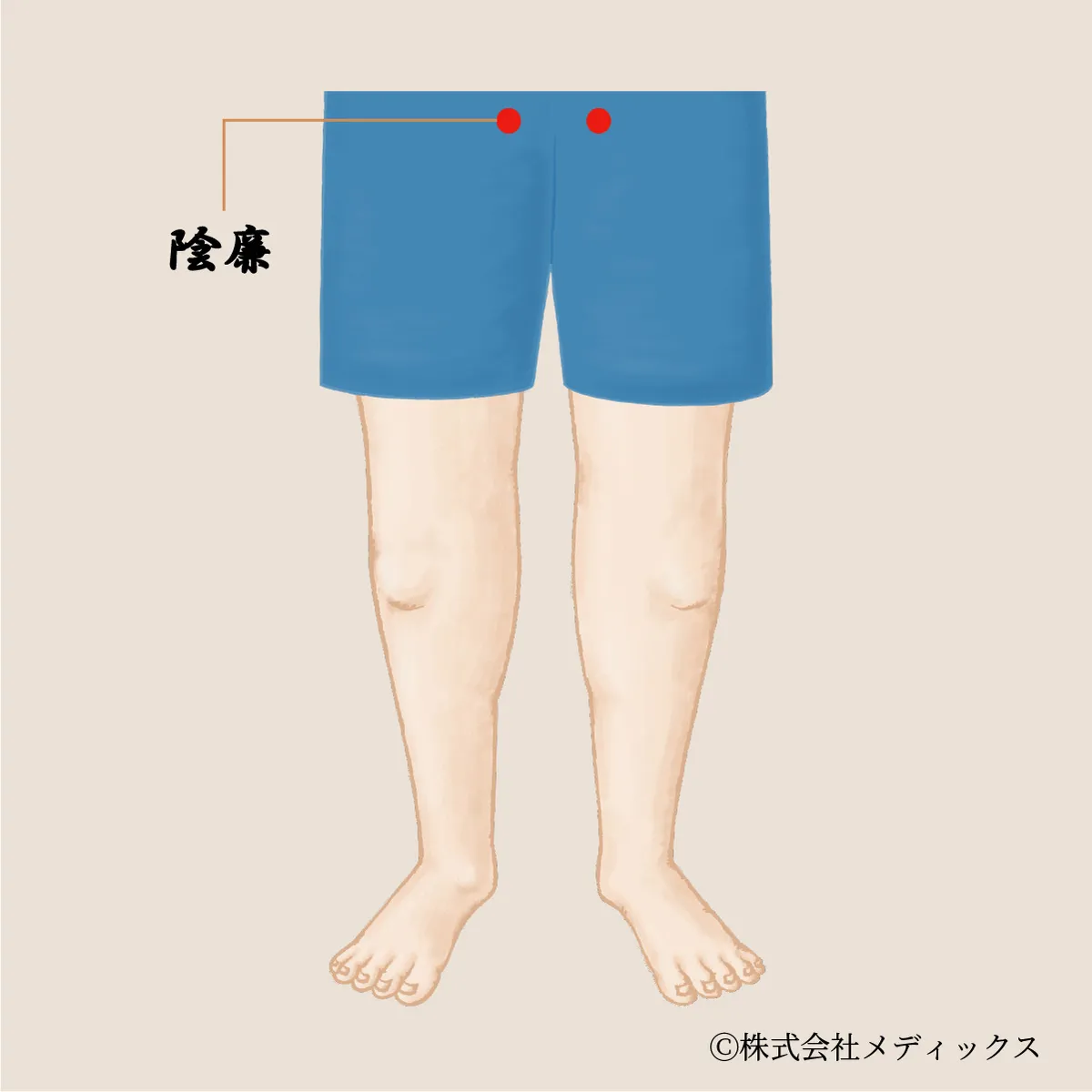 【陰廉】骨盤まわりの巡りと安定を支える内側のツボ