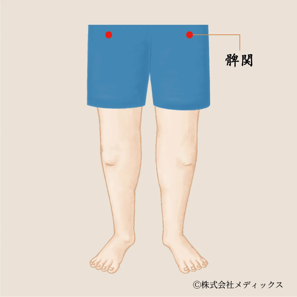 【髀関】膝・腰・下半身の不調を改善する重要なツボ